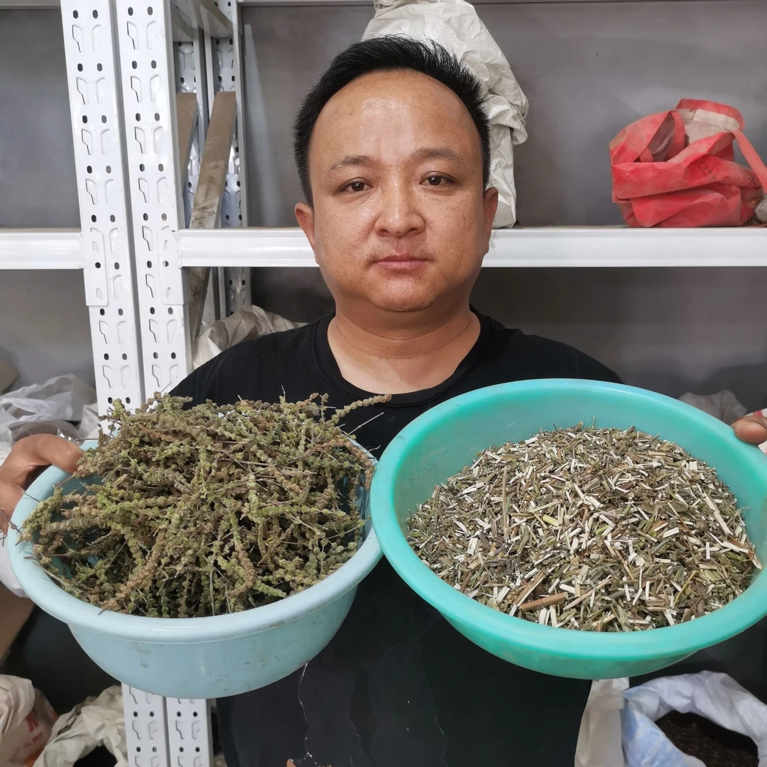 荆芥穗 河北荆芥 种植的已切段荆芥