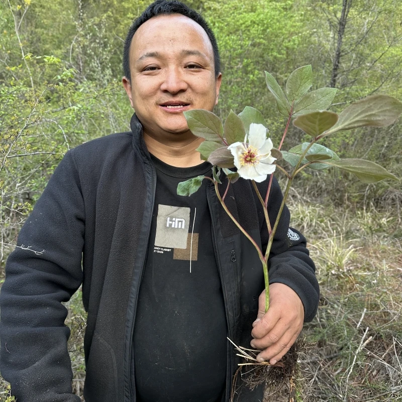 白芍 浙江杭白芍 浙江磐安县白芍药种植的已切片无硫