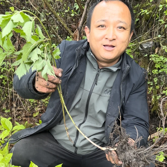 升麻 甘肃升麻 绿升麻大山里采挖非种植已晒干 请看详情描述说明
