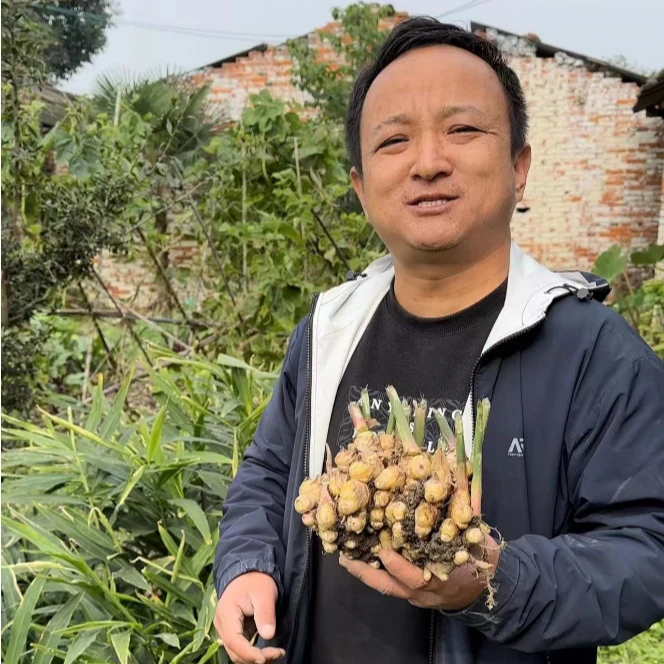 母干姜 四川犍为母姜干姜 种植的大小碎片都有 四川母姜四川干姜