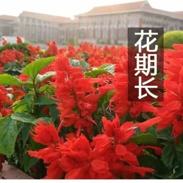 矮串红花种子串串红种籽耐寒庭院花籽盆栽植物花卉开花不断花期长