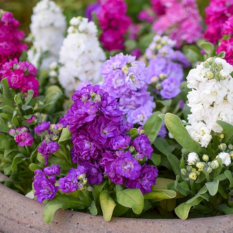 重瓣紫罗兰种子带香味的四季播种耐寒耐旱庭院阳台盆栽花卉种籽