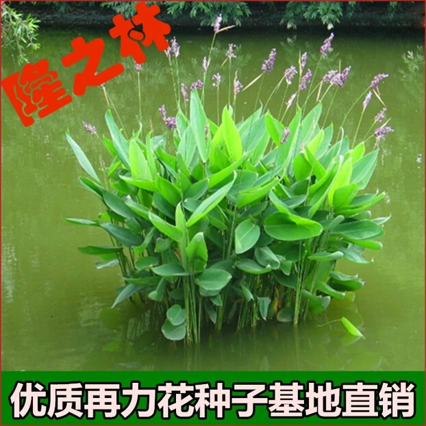水生植物 再力花种子千屈菜 花叶芦竹香蒲芦苇水葱梭鱼草鸢尾种子