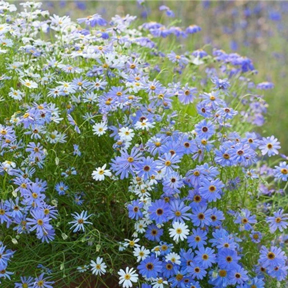 五色菊种子四季宿根耐寒易活易种阳台盆栽花卉露天花海小菊花种籽