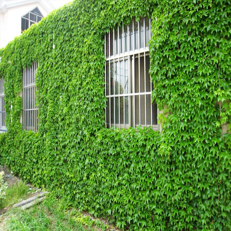 爬山虎种子四季常青爬墙虎种子爬藤植物爬山虎种籽绿植办公室盆栽