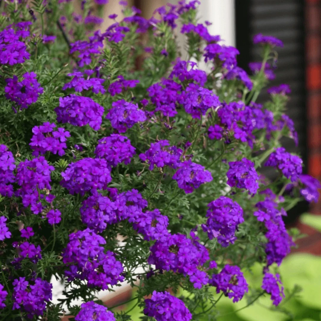 细叶美女樱多年生园艺花苗庭院花园宿根植物寒耐热花期长多季开花