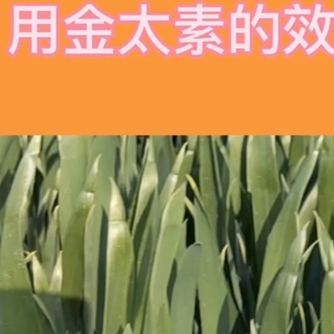 金太素提质增产200～300斤含腐植酸水溶肥料