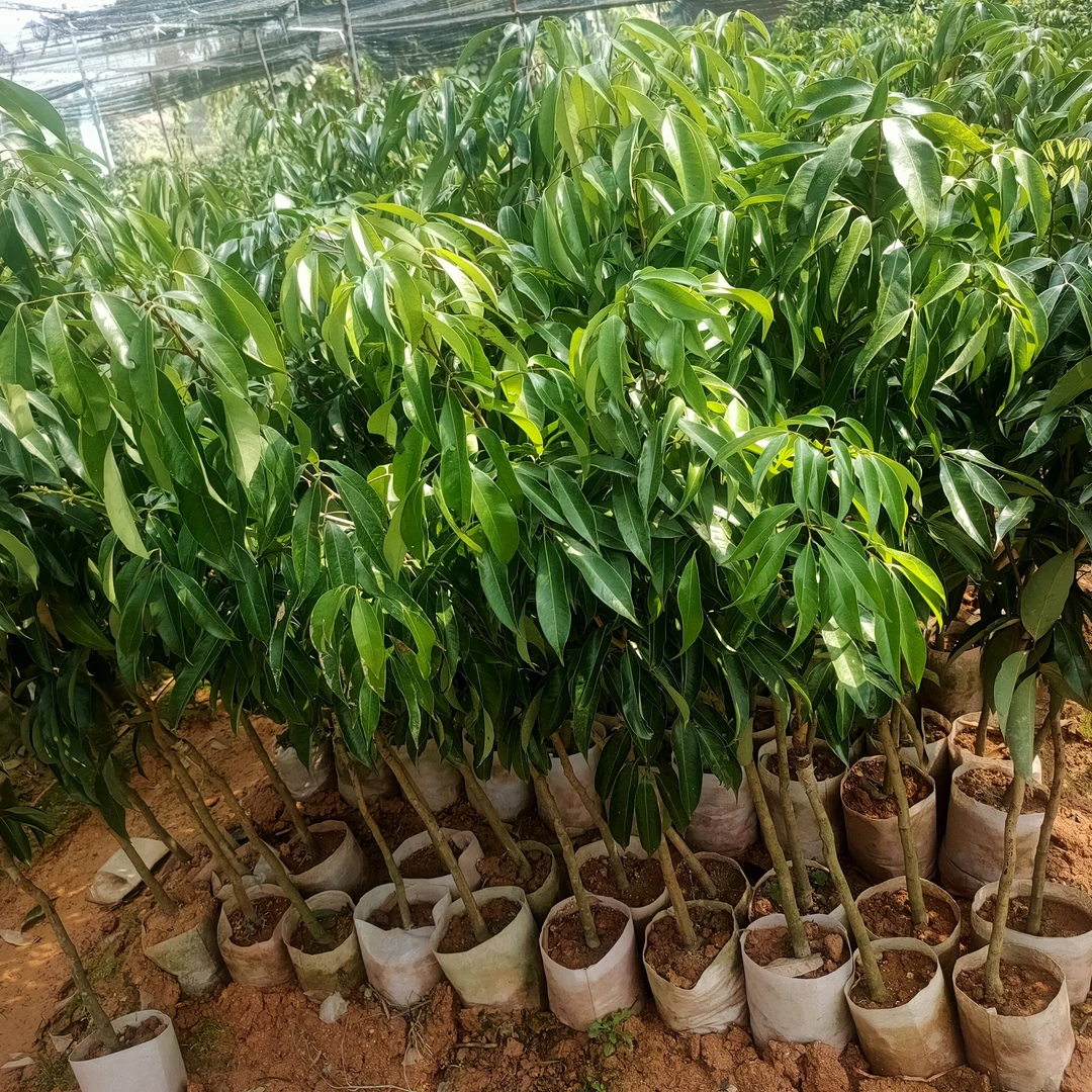 无核荔枝。果园，农场，农庄