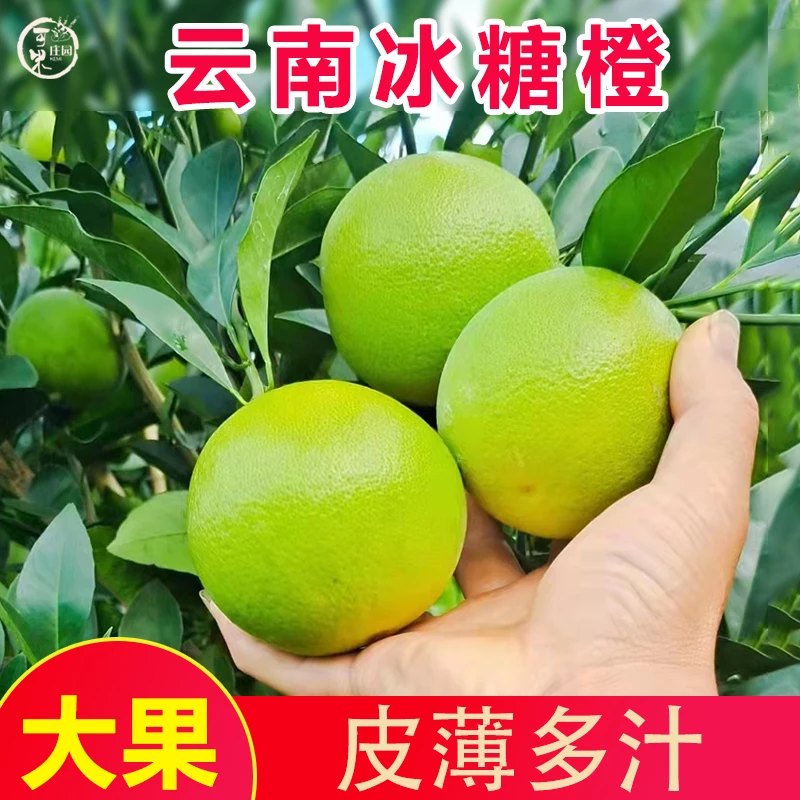 可米庄园云南青皮冰糖橙手剥橙新平哀牢山橙子绿皮甜橙新鲜水果