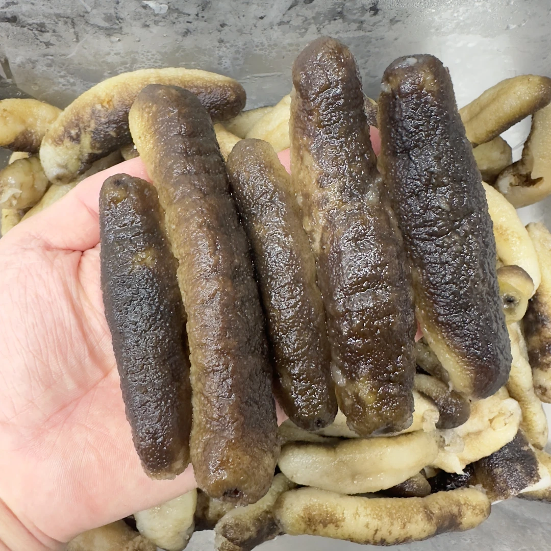 印尼黑金秃参通货没挑干参品相不好看 泡发很好看 口感Q弹 泡10倍