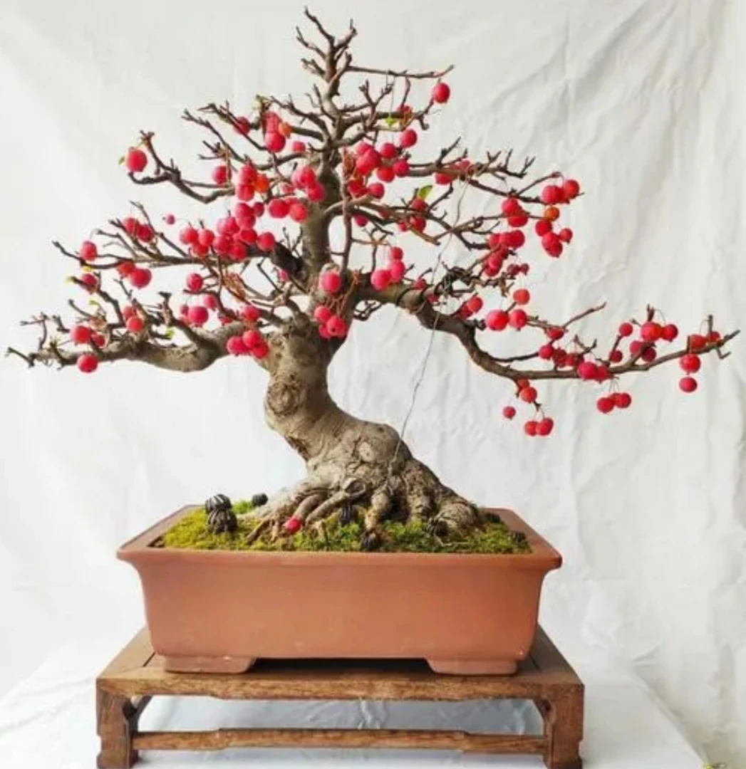 冬红果  贵人果 贵妃果 亚当果等