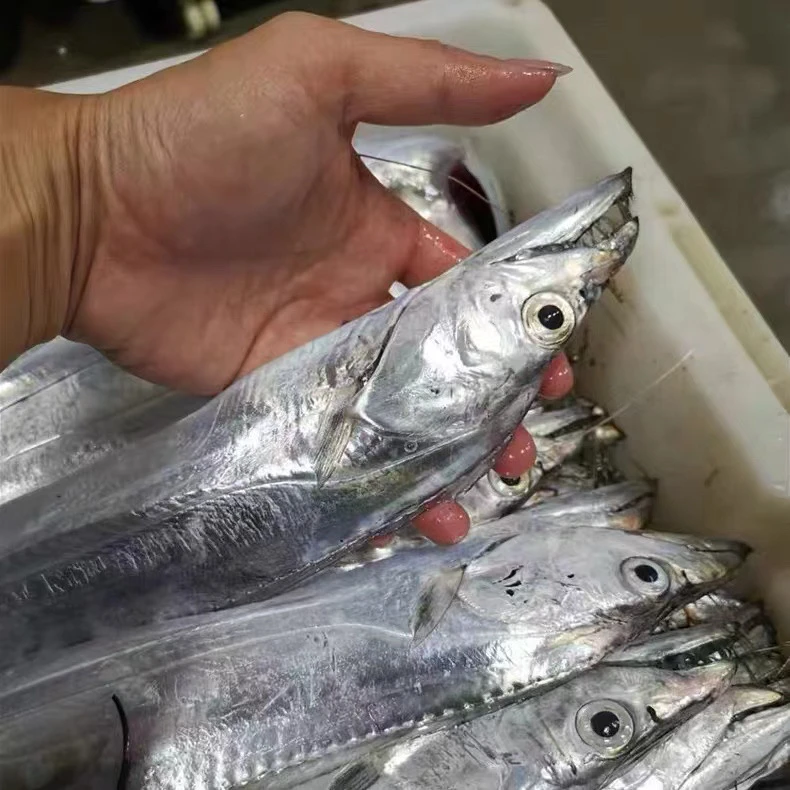 黄海海钓小眼油带鱼8两及以上每条