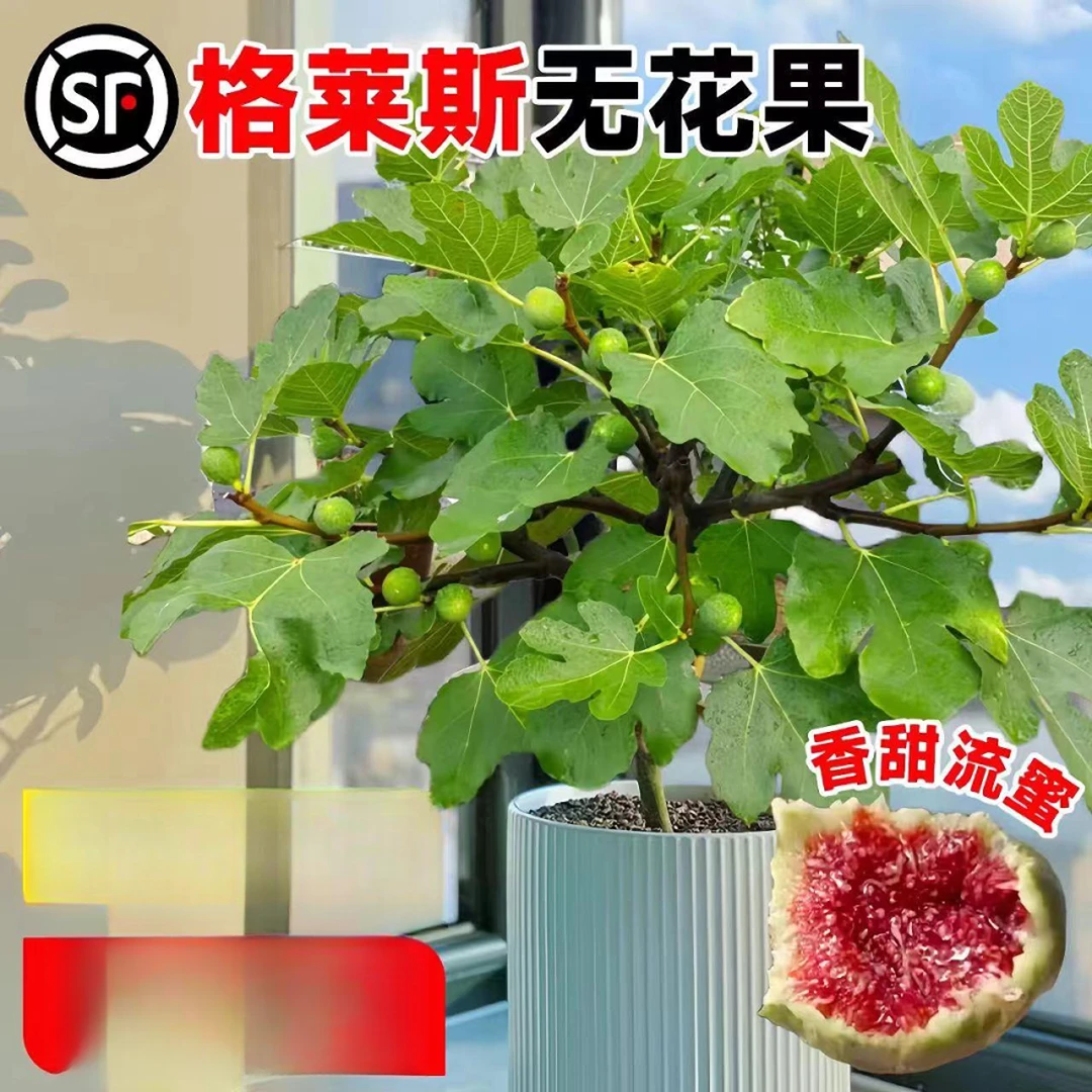 格莱斯无花果树果苗盆栽特大果波姬红阳台庭院南北方四季种植耐寒