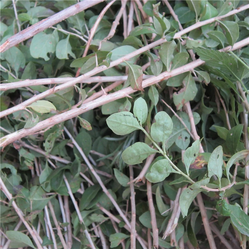 野生枸杞茎 新鲜有刺枸杞枝条杆枸杞藤枸杞梗可煲汤500g