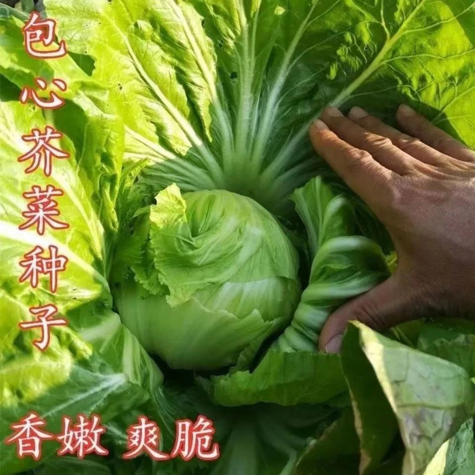 包心芥菜种子腌酸菜