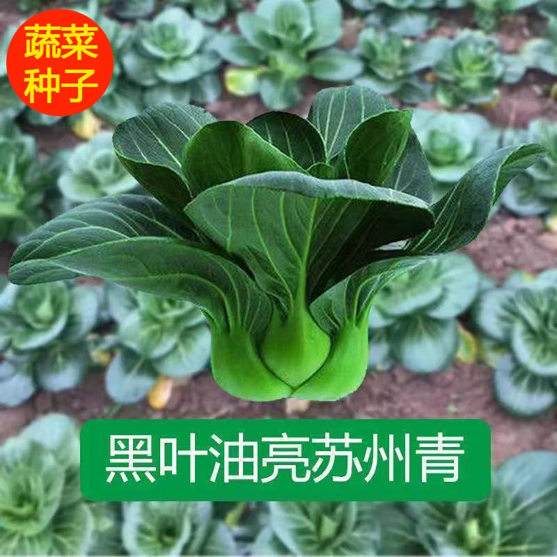 黑叶苏州青种子黑大头肉厚趴地菜