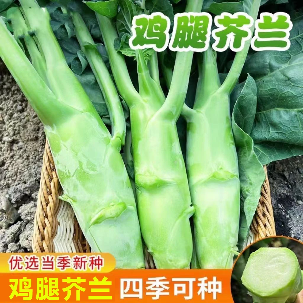 鸡腿芥兰种子甜脆粗条芥兰芥蓝菜种籽