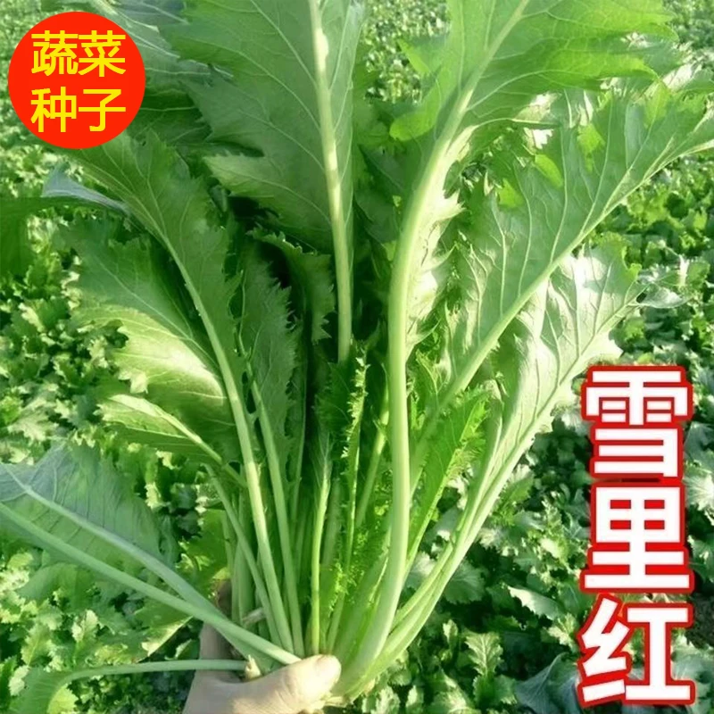 雪里蕻种子雪里红雪菜种子易种