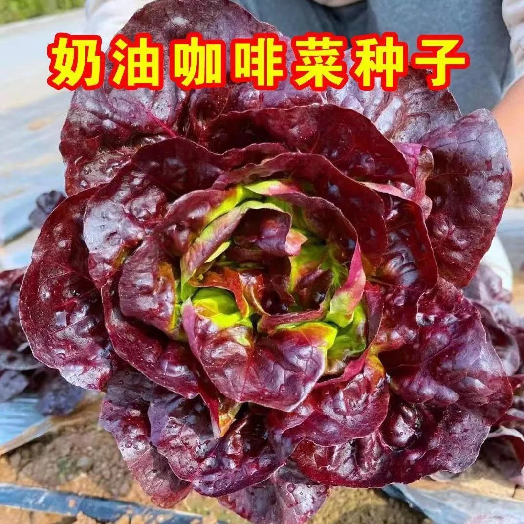 奶油咖啡菜生菜种子紫叶生菜菜种