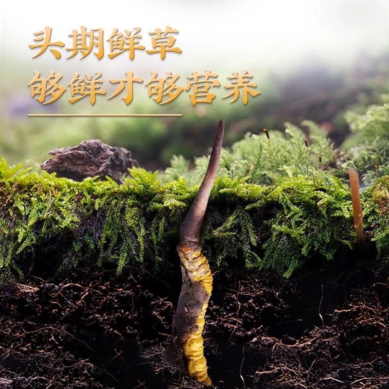 2025 头期新鲜冬虫夏草1.0-1.3g/根 空运冷链包邮