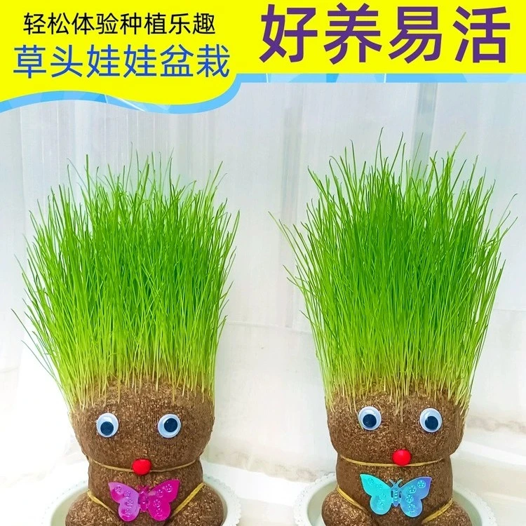 草头娃娃小盆栽长草娃娃头发办公室绿植水培幼儿园儿童种植种草