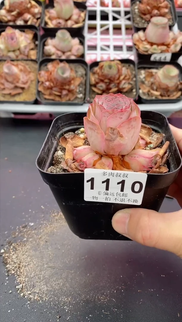 【闪购商品】1110 山地玫瑰 一物一拍