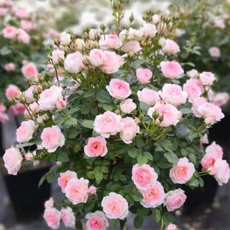 白桃妖精微型月季荷兰阳台盆栽四季花卉浓香型庭院粉色玫瑰花苗