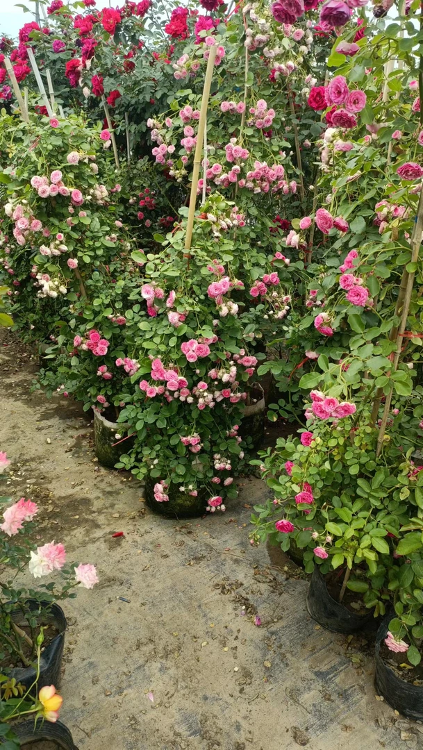 藤本胭脂扣月季多头丰花群开花量多攀援花卉多季开花盆栽庭院