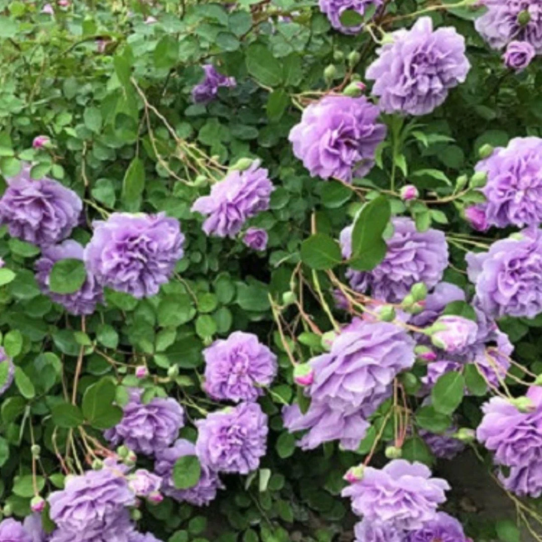 藤本月季蓝色阴雨阳台庭院小型爬藤蔷薇花苗多头四季开花垂吊花卉
