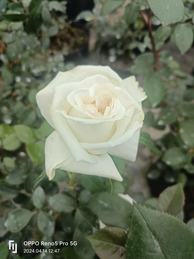 珍妮莫罗浓香月季花大苗白色特大花玫瑰盆栽阳台庭院花卉植物勤花