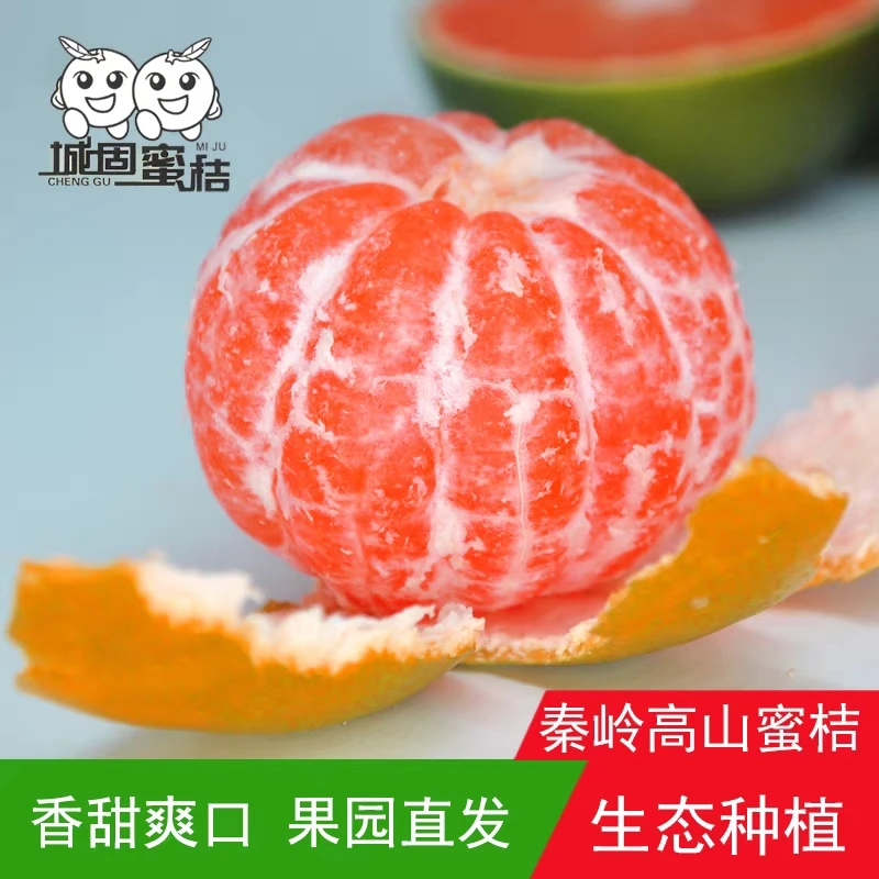 陕西城固汉中蜜桔子无籽薄皮多汁现采现发酸甜爽口生鲜健康水果