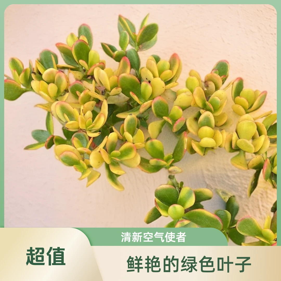 7年老桩新花月锦  多肉植物  好种好养  新手必备  老手必养