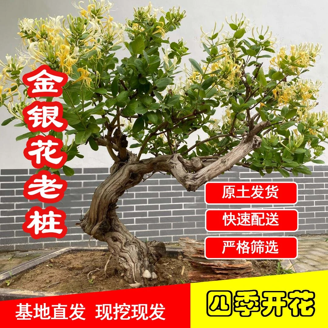 【中国金银花之乡】四季金银花盆栽-花开四季 庭院阳台均可观赏！