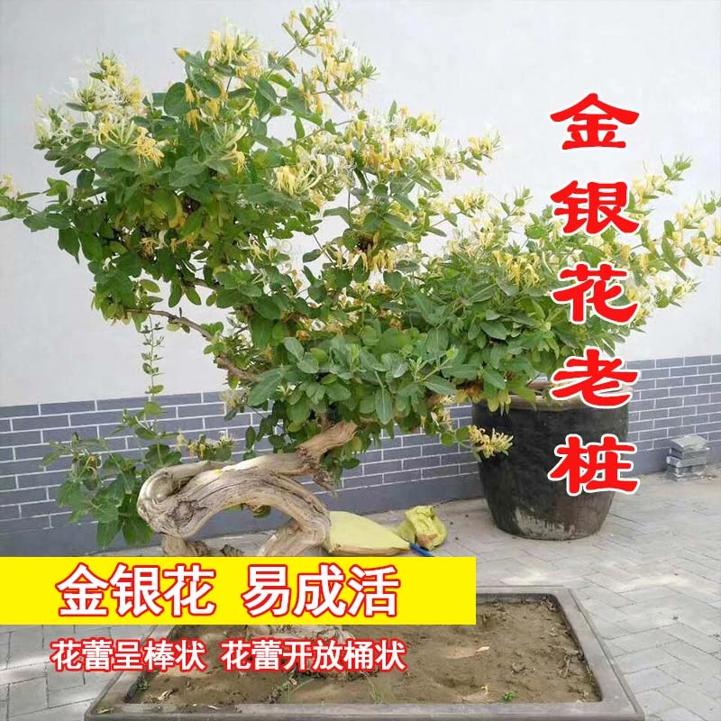 【过年开花】四季金银花盆栽-花开四季 庭院阳台均可观赏！