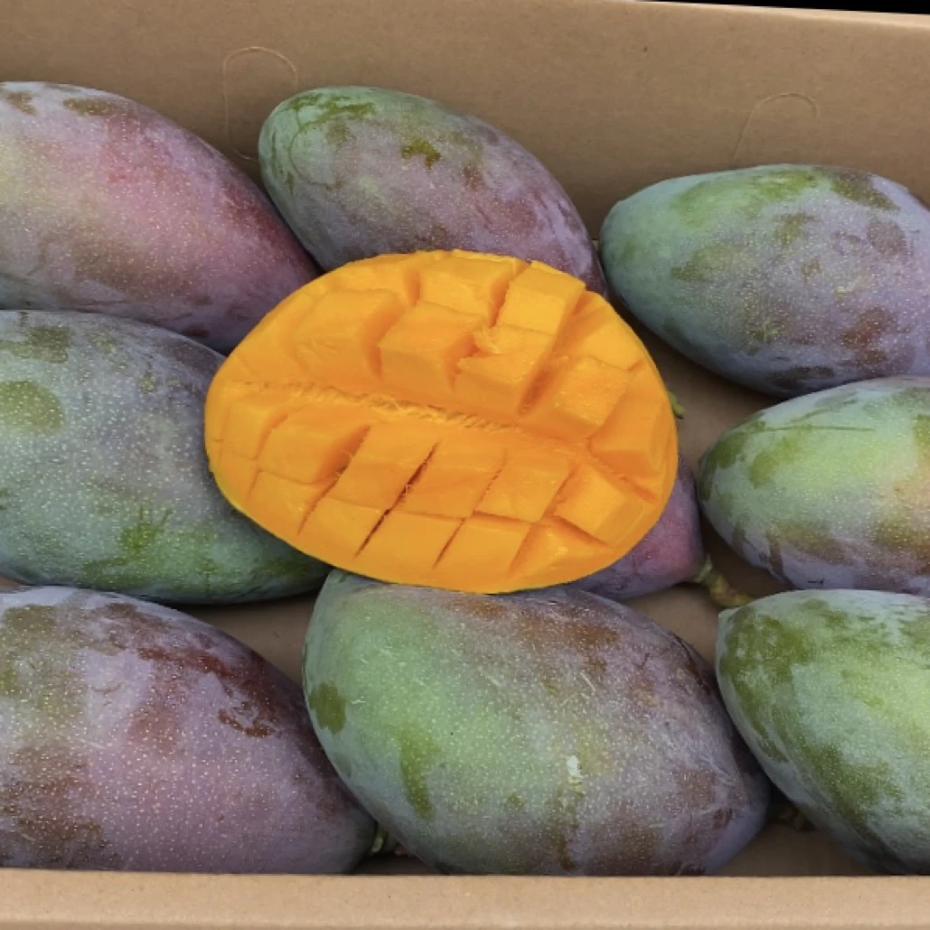 攀枝花大台农芒果