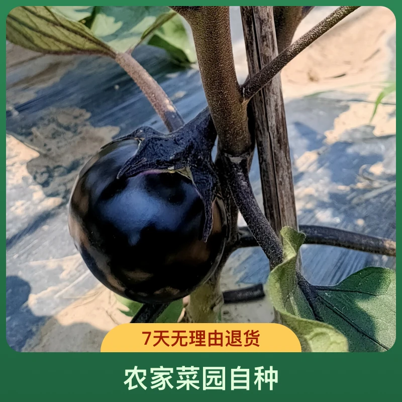 农家菜园自种紫茄子紫圆茄新鲜现摘应季新鲜蔬菜红烧蒸馏清炒配肉