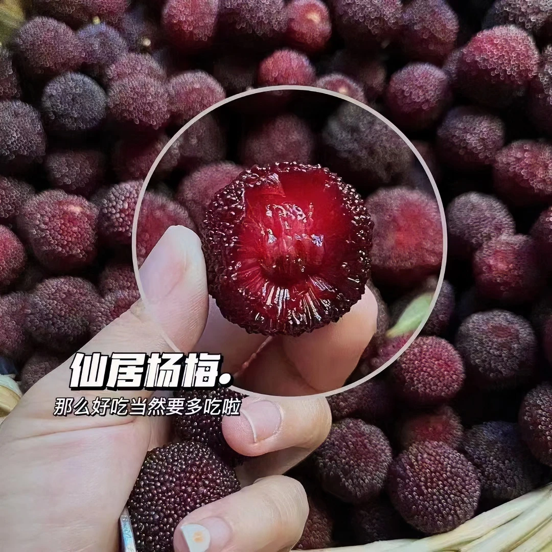 正宗仙居杨梅优质荸荠小黑炭老树杨梅现摘现卖新鲜包甜甜水果食用