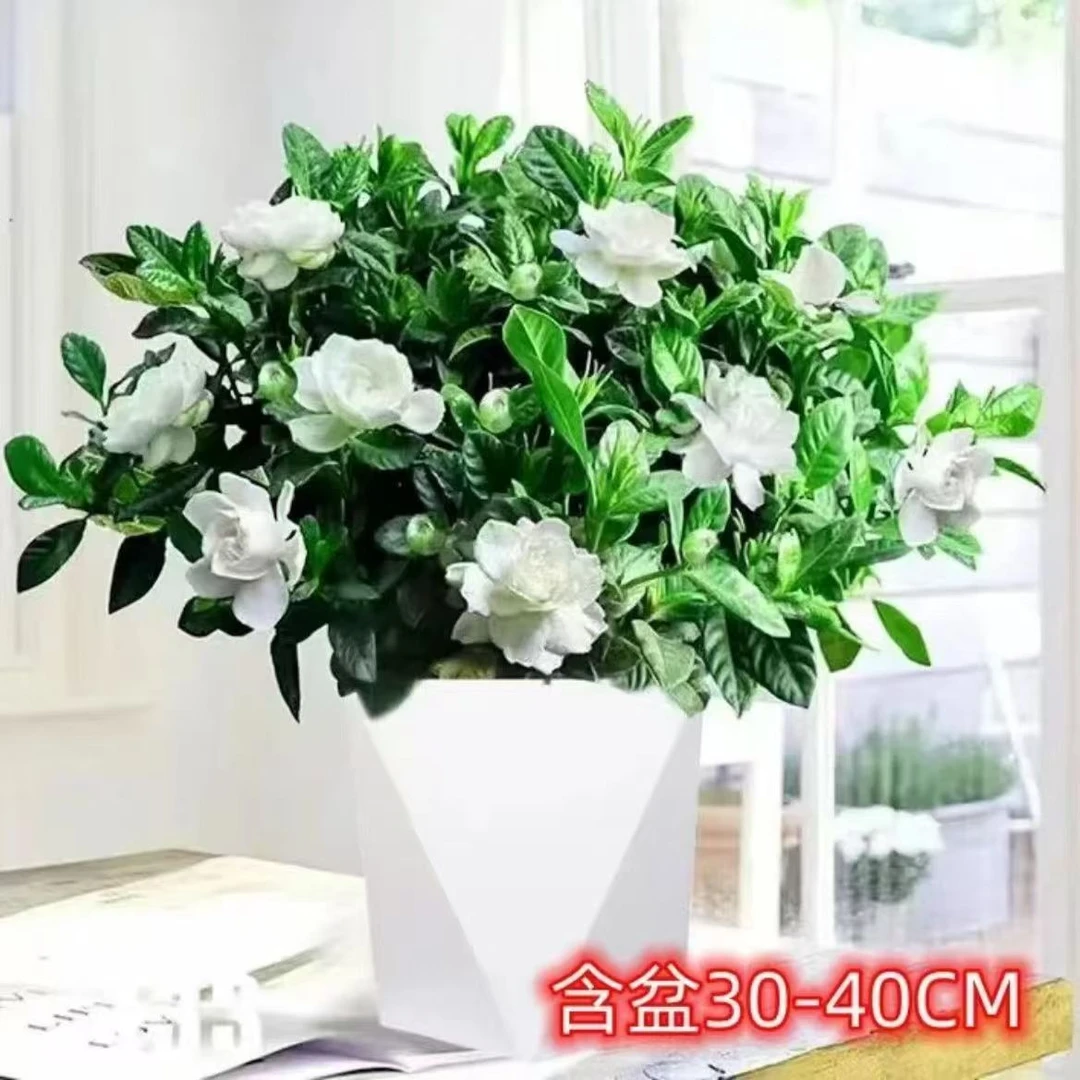 栀子花盆栽花卉植物室内带花苞阳台水培绿植浓香型吸甲醛四季好养