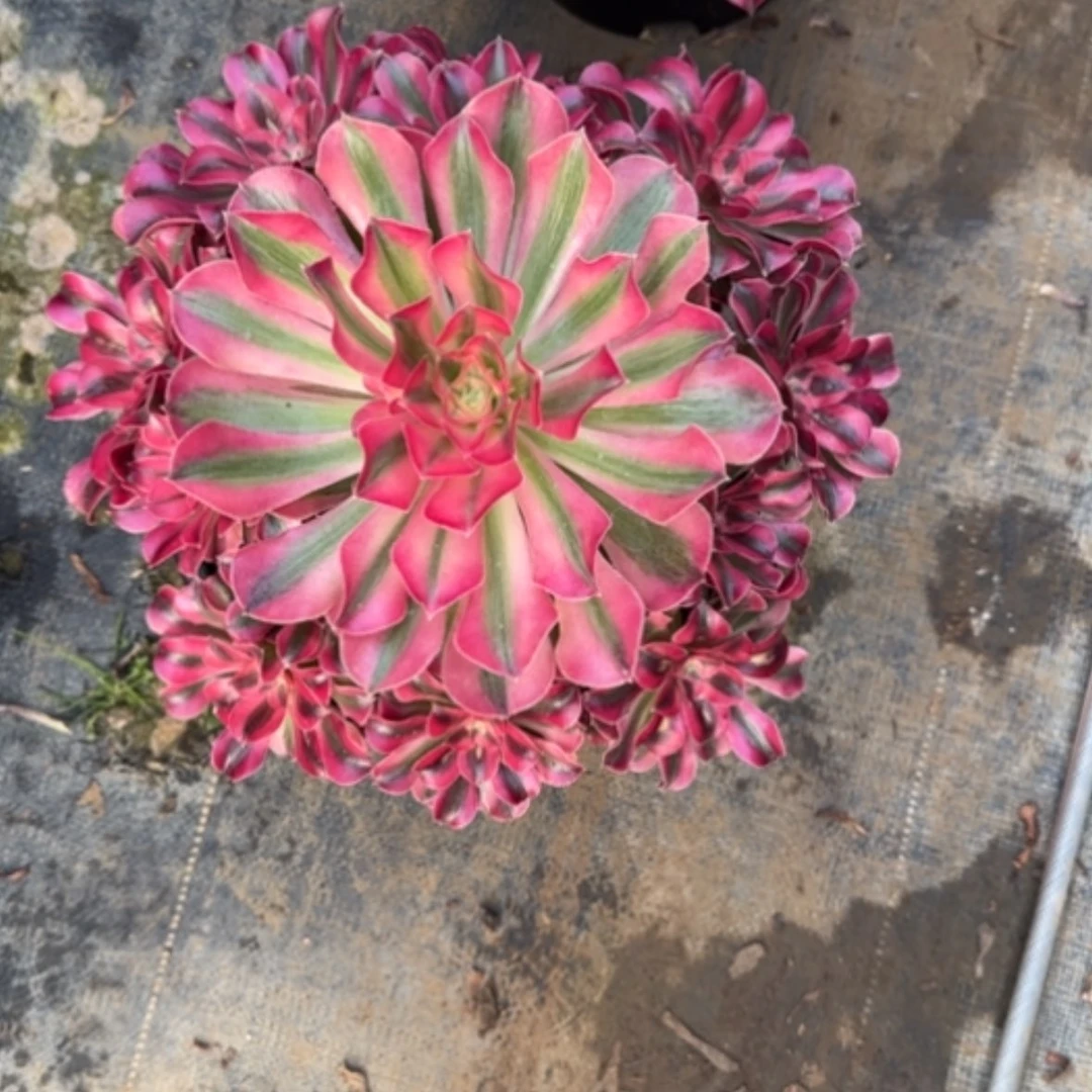 【闪购商品】冰*啡法师多肉