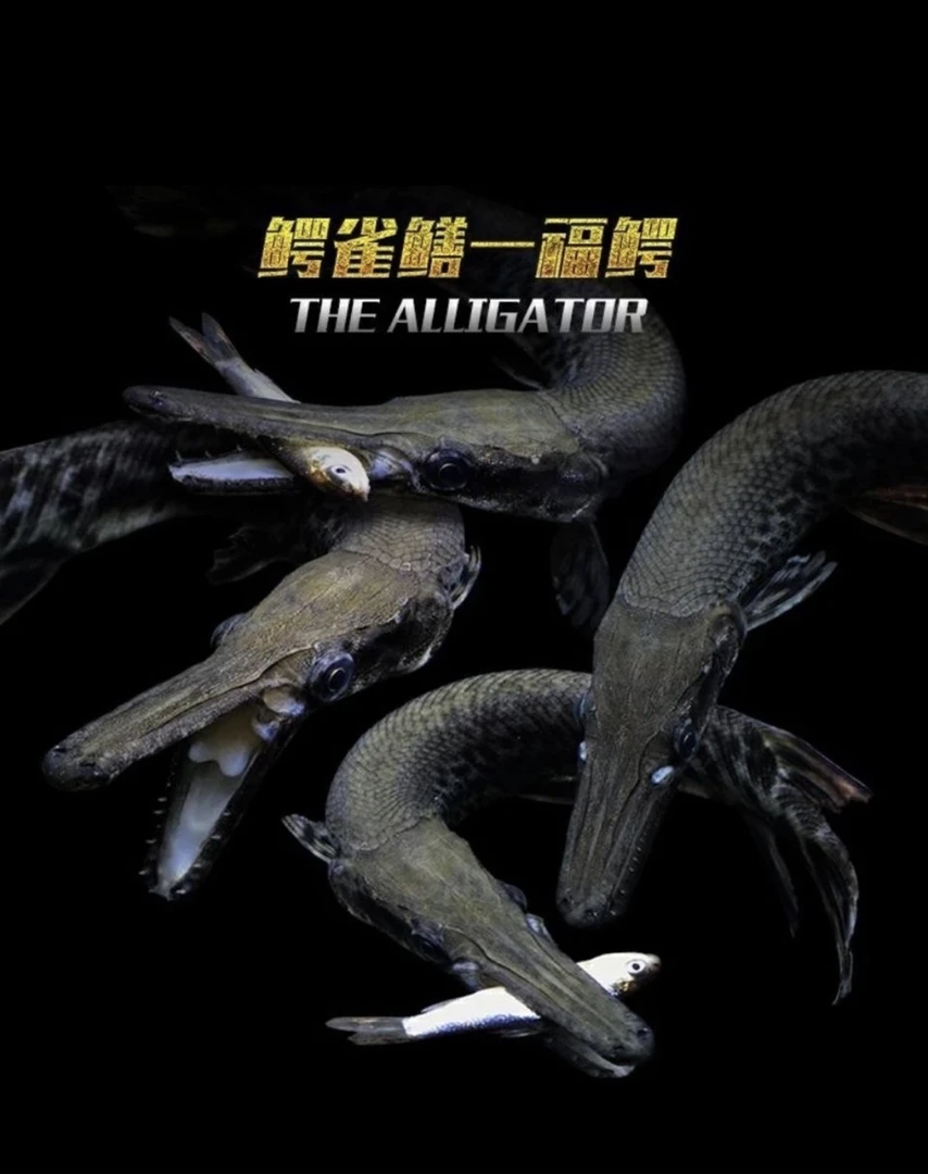 直播专属各种猛鱼铅笔招财猫黄魔神雷龙鸭嘴鲨龙鱼福鳄海象眼睛蛇