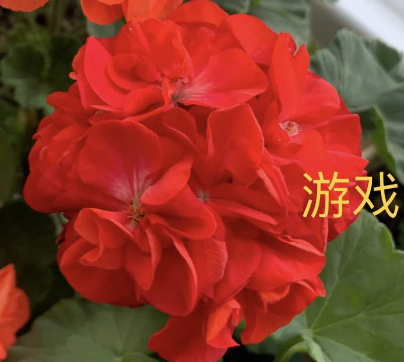 重彩游戏中苗天竺葵快递发货可能会黄叶介意勿拍