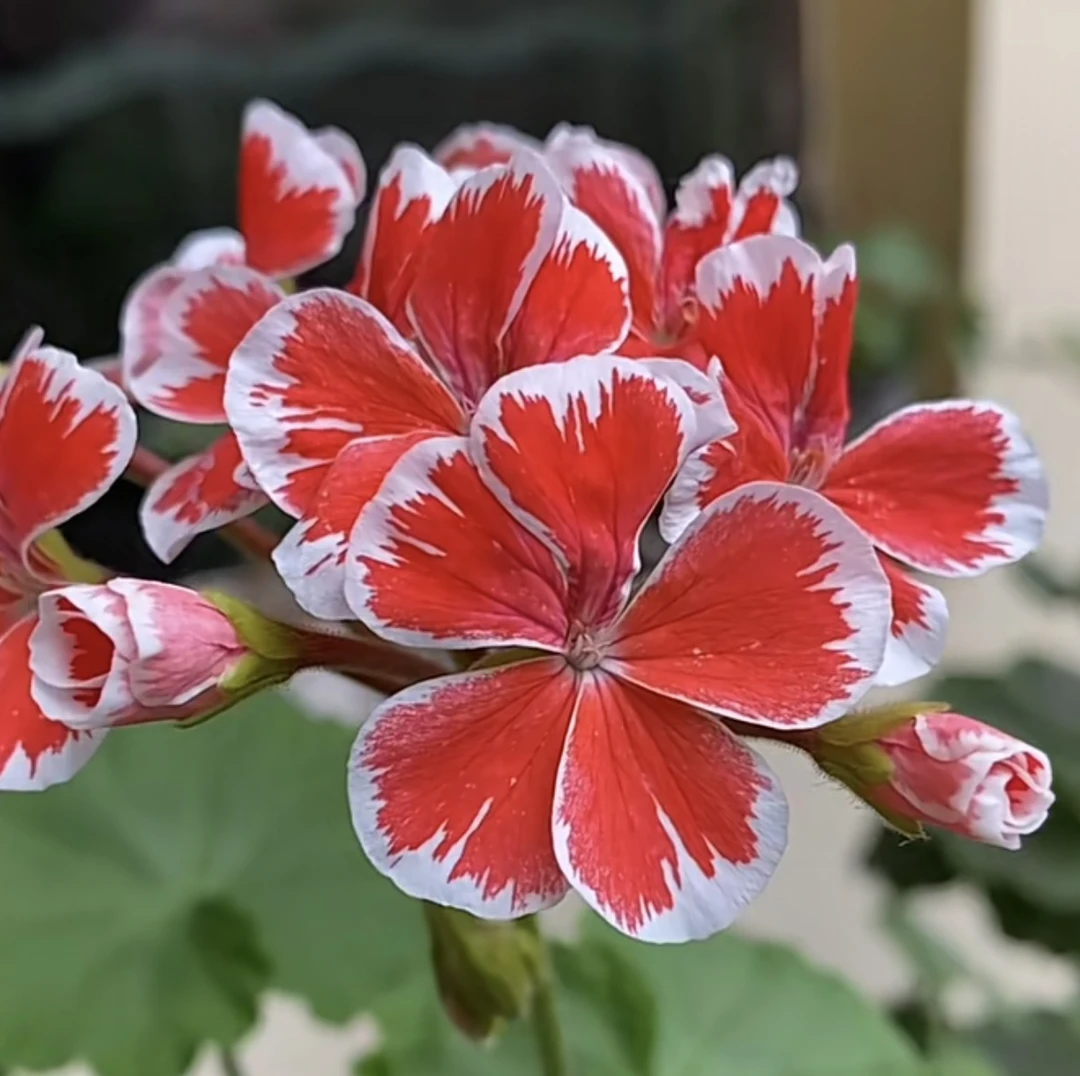 无花苞《任先生》天竺葵高桩