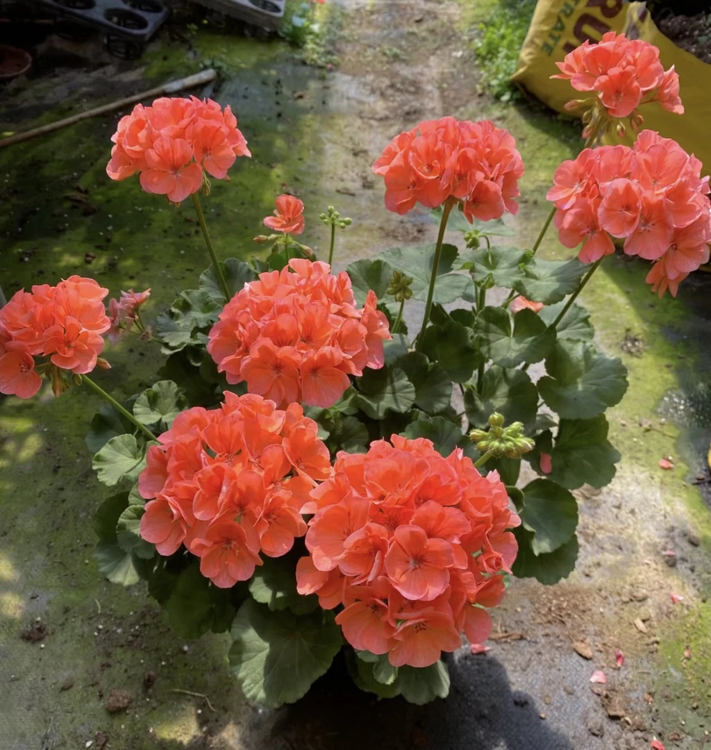 正品《大山宫》（回家必须晒太阳后变色）天竺葵