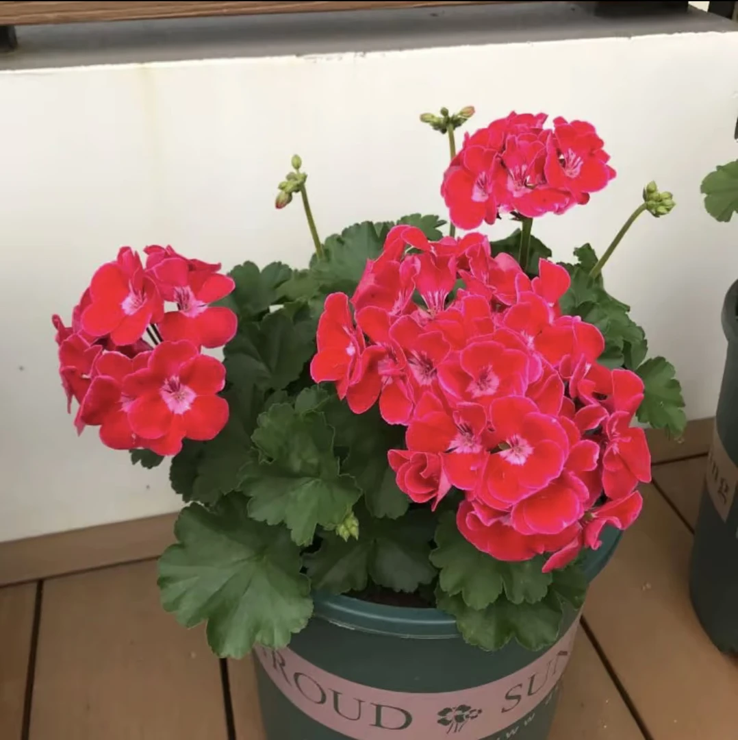 《红宝石英雄》带花苞（开花机器）天竺葵