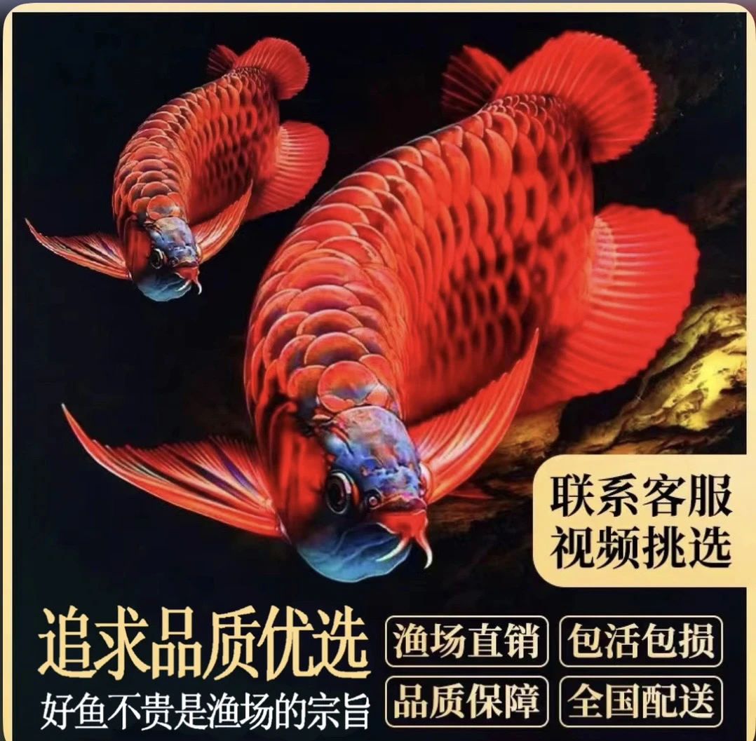 印尼纯血红龙鱼观赏鱼活体