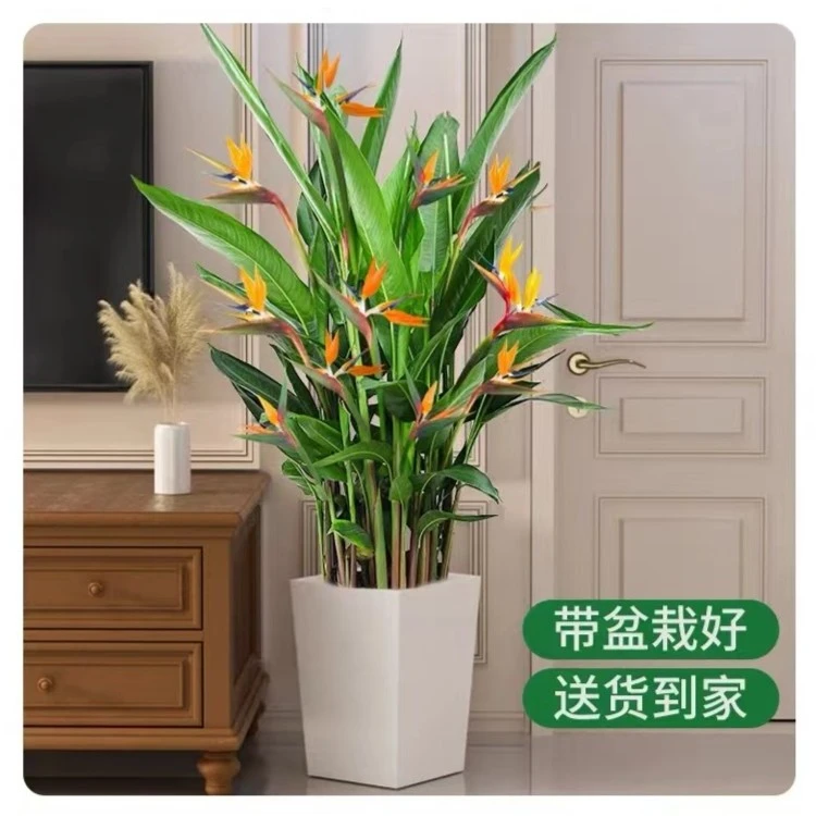 1.4-1.6米客厅开花绿植大盆栽室内绿植净化空气除甲醛好养成活生