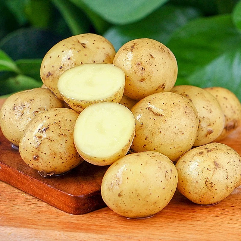 当季新鲜小土豆农家自种恩施黄心土豆迷你洋芋马铃薯现挖3/5/9斤