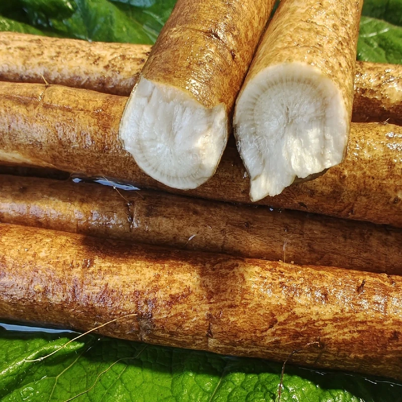 黄皮牛蒡产地牛蒡根新鲜5斤兰陵现挖2025农产正品榨汁牛蒡新鲜