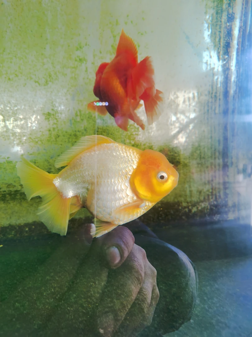 精品百褶裙泰狮金鱼，选鱼联系客服，直接拍不发货