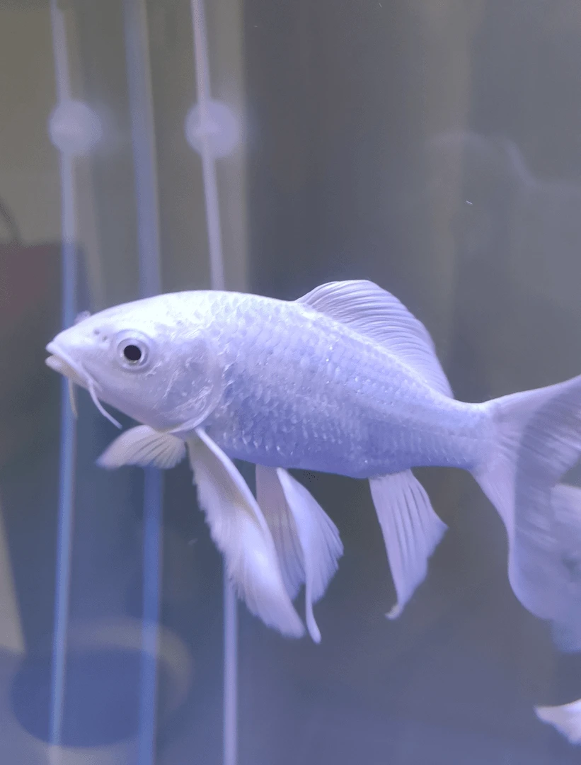 直播间专享改价链接微瑕台湾蝴蝶鲤，普身蝴蝶鲤